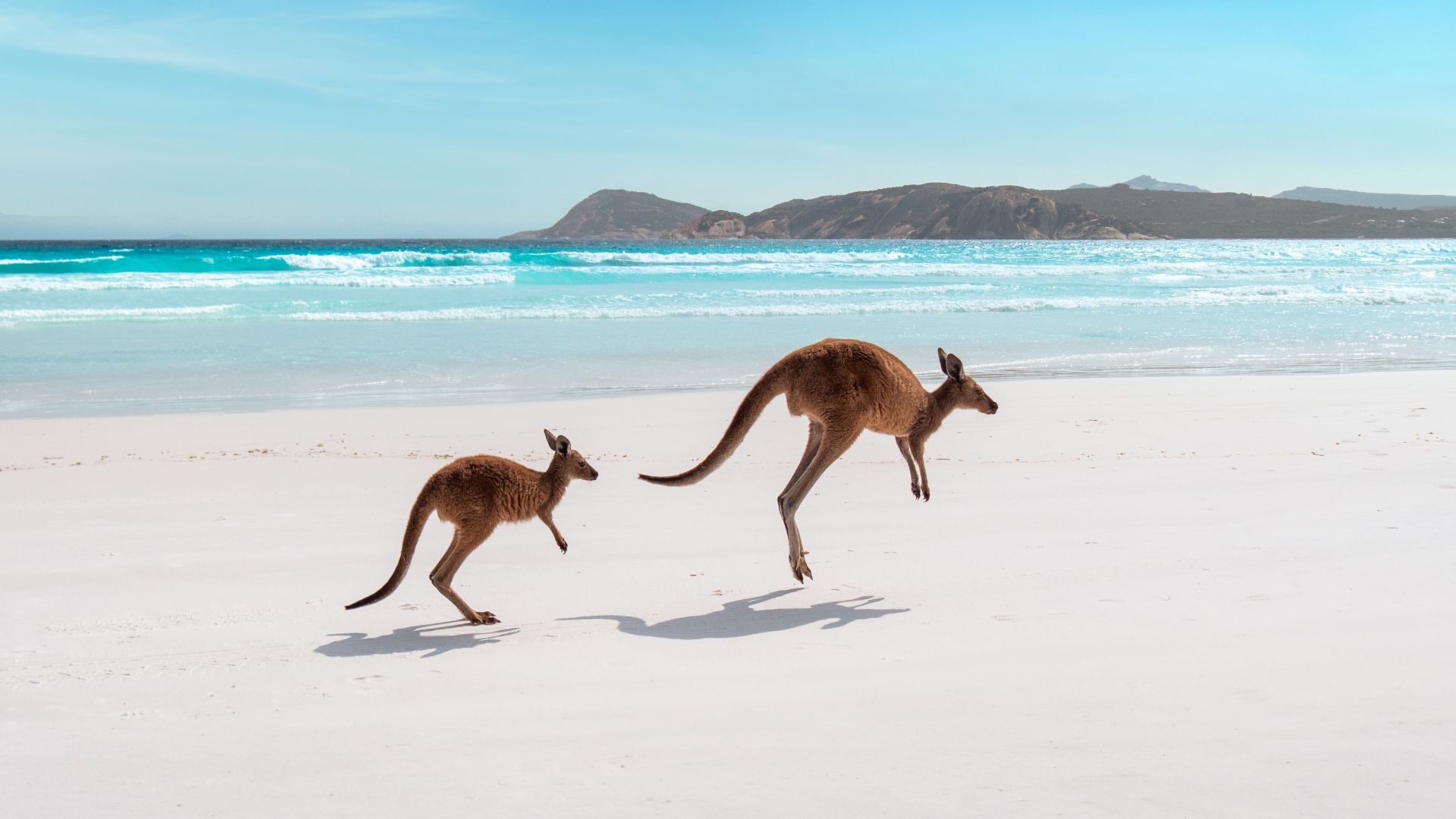 Two kangaroos hopping along the beach at Lucky Bay, Esperance, Western Australia